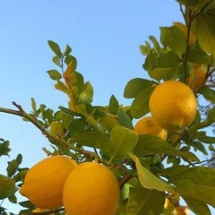 Lemon tree cover (Korean version)