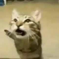 Clair de Lune MeowSynth
