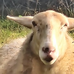 toch wel echt goei schijfkes ze