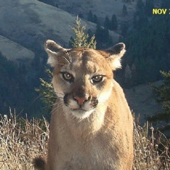 leo moon {heart of a puma}