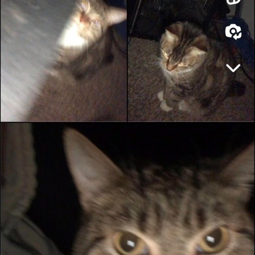 im your pet (neverforever)