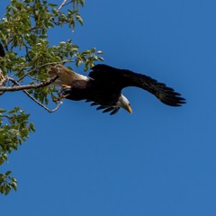 Gentle Eagle by Diana Tayler
