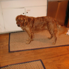 Pedal of a Rose (Summer Part 1) (Remastered)