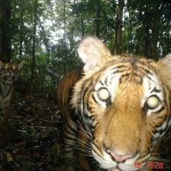 kpsosa x yksonni- New Coupe