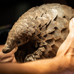 A One Armed Pangolin