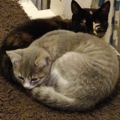 Thunderdome Mashup 《Uptempo》