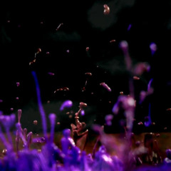 24 Dec - Black Carbon