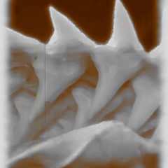 the skeleton of  a huge fish-naviar617