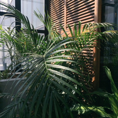 أنا من رفة عيونك اخلي كل قحط يابس ربيع أخضر