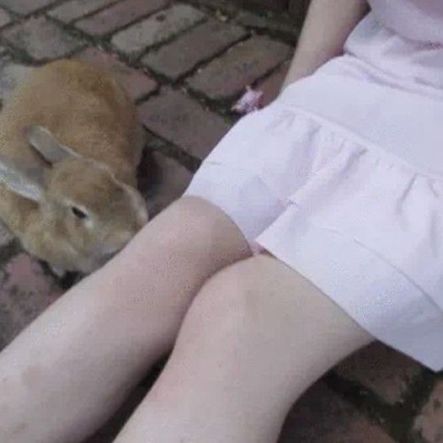 يلا هاتو تحيه للحلوه العنزيه 🐰