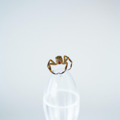 The smart itsy bitsy spider climbed up the water