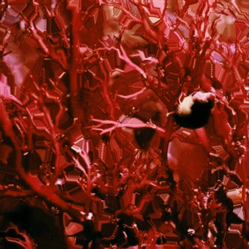 C.Ysme & Dihhël - Les Algues Rouges