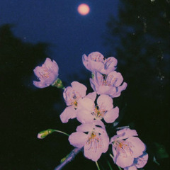 Cherry Plumb