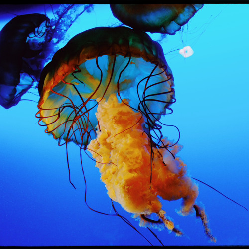 Submerged