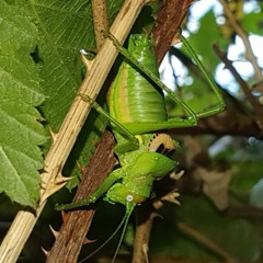 Rough Saddle Bush-Cricket - Uromenus rugosicollis