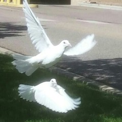 malparida - TaymonPercFreestyle