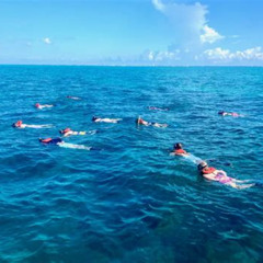 Best Snorkeling Marathon Fl Sombrero Reef Prices Reviews