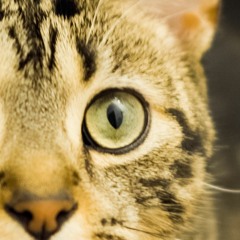 Self-Isolating Blues