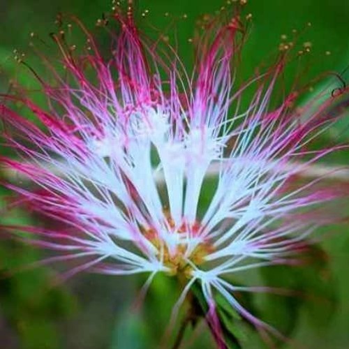 Icaro inviting blessings of the spirit of  master plant Bobinsana