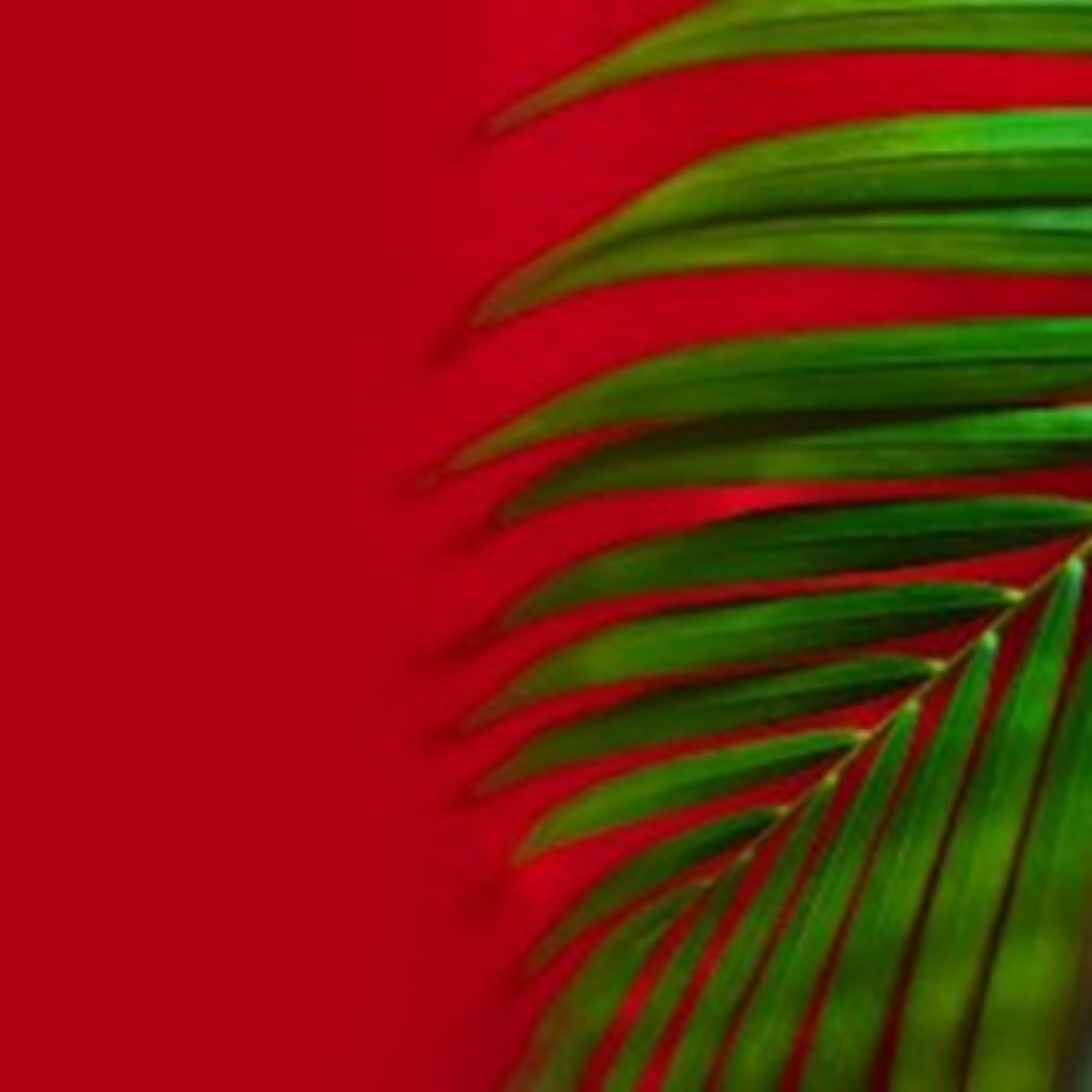 Palm Sunday of the Passion of the Lord - Year A 2026 dess episode artwork