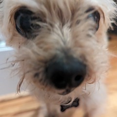 Little person stampede