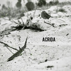 Acrida