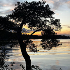 lone tree