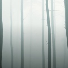 shadows of serenity
