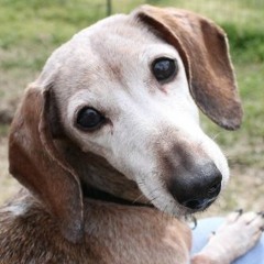 Doggy Prayers Otto the Rescue Dog-Jon Hanson