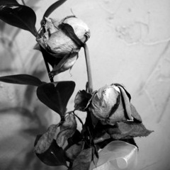 Beautiful Pain