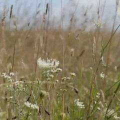 Field Mix