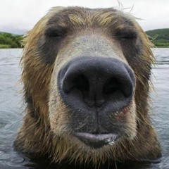chill bear