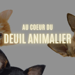 Episode #1: Pourquoi le deuil animalier est-il si douloureux?
