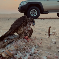 ‎⁨يالله انا طالبك حمرٍ هوى بالي