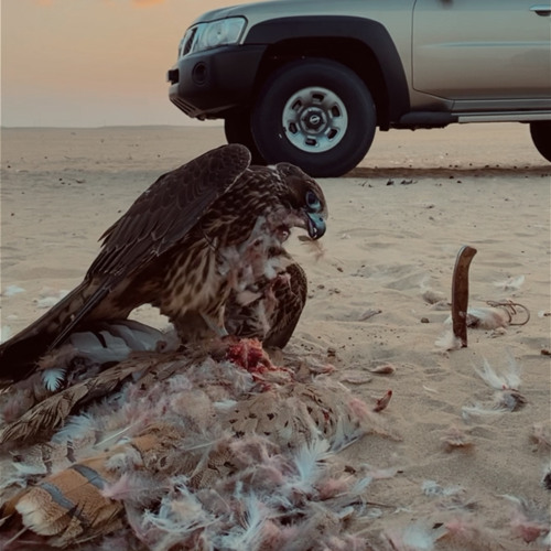 ‎⁨يالله انا طالبك حمرٍ هوى بالي