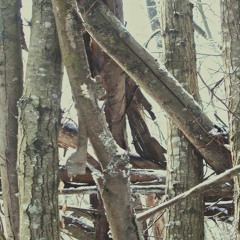 Winter Dawn(naviarhaiku474)