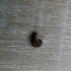 Something About Girls BONUS TRACK (prod. Sno)