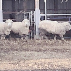 メルシールー（ねごと）mellondose cover