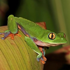 Trachycephalus resinifictrix - Blue Milk Frog