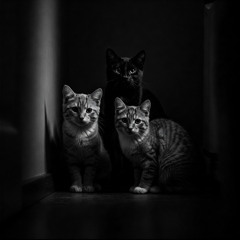 Nocturne