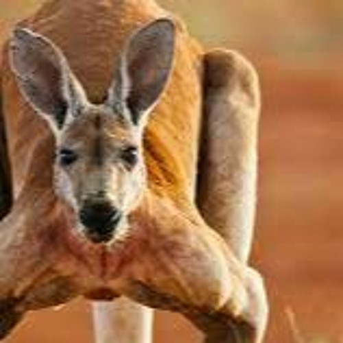 Кенгуру и тушканчик. Кенгуру род. Быстрый кенгуру род. Рост кенгуру. Косуля самец фигурка.