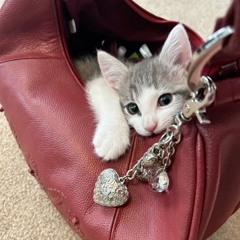 i just stole $20 out a bitch purse (prod. Xen)