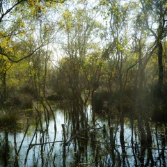 Hyla Orientalis In The Windy Swamp Forest, Galeriç Subasar Ormanı