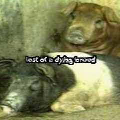 we da last of a dying breed