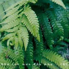 Như cơn mưa đầu mùa - Chí