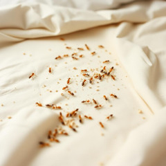 Cookies in Bed Is a Bad Idea