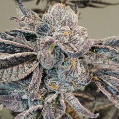 TANA TSUNAMI - DIFFERENT EXOTICS!