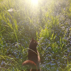 Myosotis (demo v2.2)