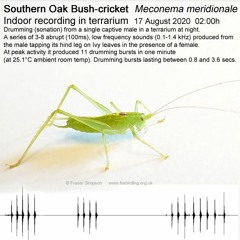Southern Oak Bush-cricket (Meconema meridionale)