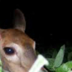 deer?thing - whiskers (instrumental